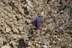 Zygaena corsica