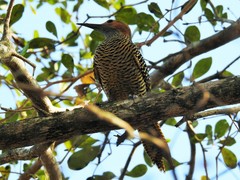 Colaptes fernandinae