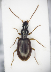 Oxypselaphus obscurus