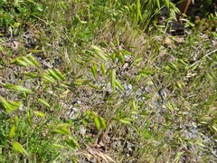 Bromus squarrosus