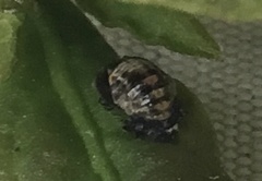 Hippodamia variegata