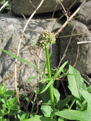 Valeriana kassarica