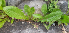 Taraxacum officinale