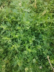 Lepidium didymum