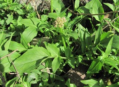 Valeriana kassarica