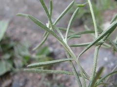 Meniocus linifolius