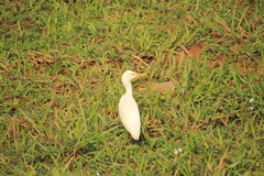 Bubulcus ibis