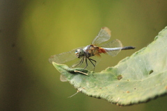 Brachydiplax chalybea