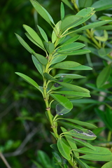 Alyxia monticola
