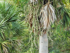 Selenicereus spinulosus