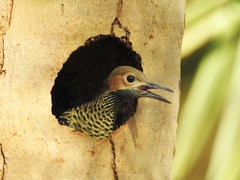 Colaptes fernandinae