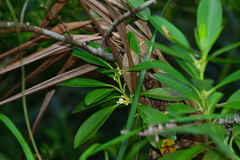 Alyxia monticola