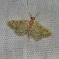 Anania plectilis