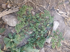 Polycarpon tetraphyllum
