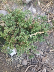 Polycarpon tetraphyllum