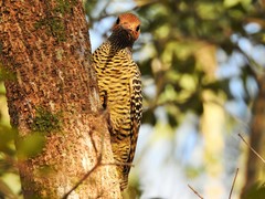 Colaptes fernandinae