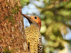 Colaptes fernandinae