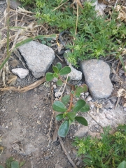 Portulaca oleracea