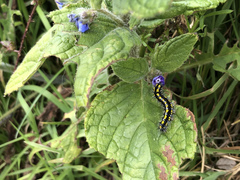 Callimorpha dominula