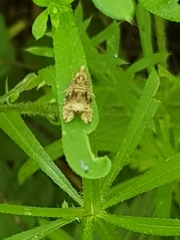 Syricoris