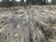 Festuca campestris