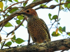 Colaptes fernandinae