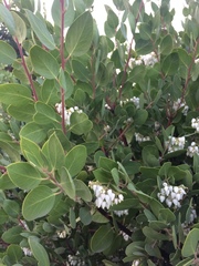 Arctostaphylos