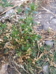 Stellaria media
