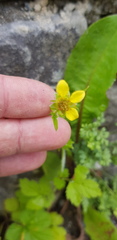 Geum urbanum