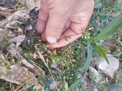Stellaria media