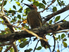 Colaptes fernandinae