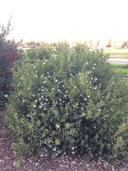Arctostaphylos