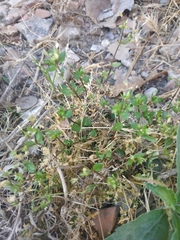 Stellaria media