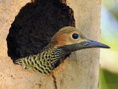 Colaptes fernandinae