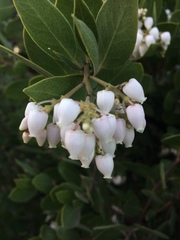 Arctostaphylos