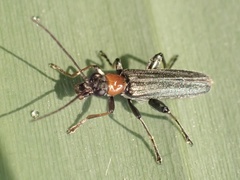 Oedemera croceicollis