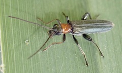 Oedemera croceicollis