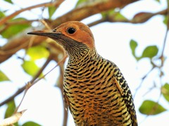 Colaptes fernandinae