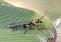 Oedemera croceicollis