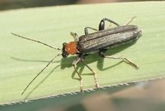 Oedemera croceicollis