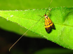 Nemophora staudingerella