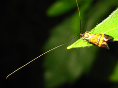 Nemophora staudingerella