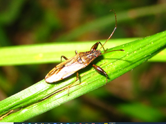 Pachygrontha antennata