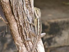 Lophognathus gilberti