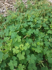 Oxalis corniculata