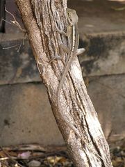 Lophognathus gilberti