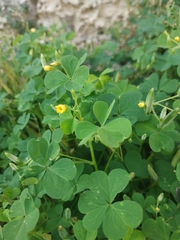 Oxalis corniculata