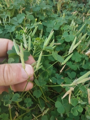 Oxalis corniculata