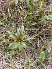 Fritillaria camschatcensis