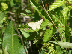 Idaea pallidata